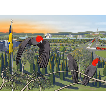 An illustration of gang gang cockatoos overlooking Canberra landscape.