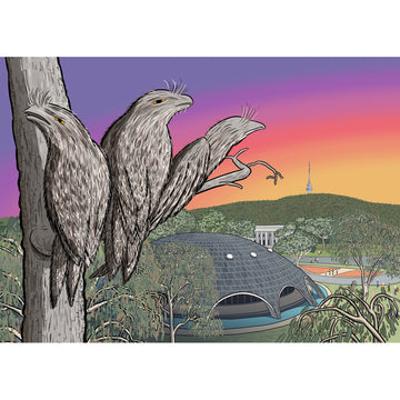Illustration of three tawny frogmouth birds perched on a tree branch with a futuristic building and sunset in the background.