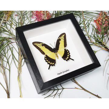 Framed butterfly on a white background with dried plants around.