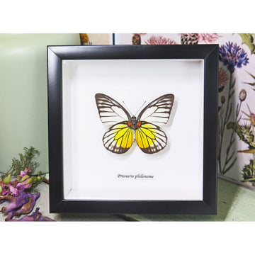 A framed yellow, brown and white butterfly with flowers in the background.