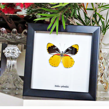 Framed butterfly specimen on a white background with decorative elements around the frame.