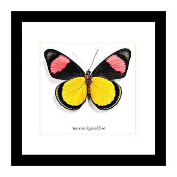 A black square frame with a batesia hypochlora red, yellow and black butterfly inside.