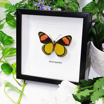 A black square frame with a batesia hypochlora red, yellow and black butterfly inside.