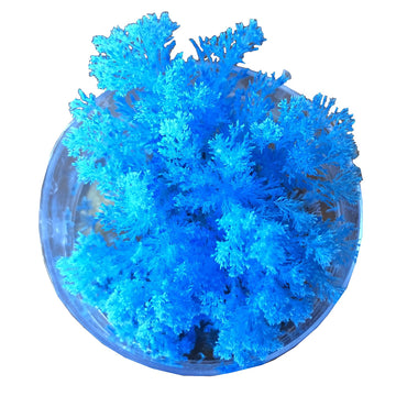 A white packet with the title 'Coral Reef Magic Rock' with photos of coloured reefs growing out of rocks. The contents of the packet are also shown on top of the packaging with a small rock in a clear round container and a packet of red dye.