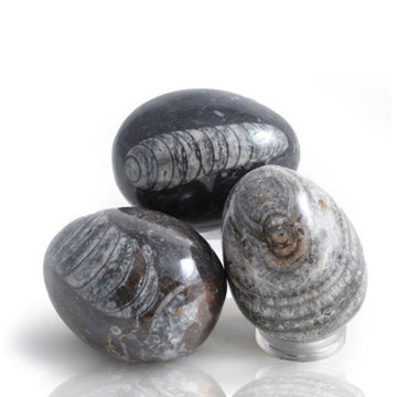 Three fossil nautiloid eggs in a transparent black.
