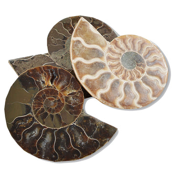 Three flat shell shaped ammonite pieces in different shades of brown.
