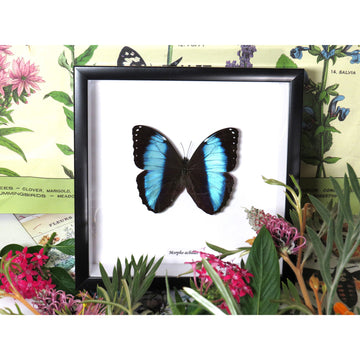 A blue and black butterfly in a black frame surrounded by flowers.