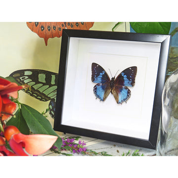 Framed blue and black butterfly on a decorative background with flowers and leaves.