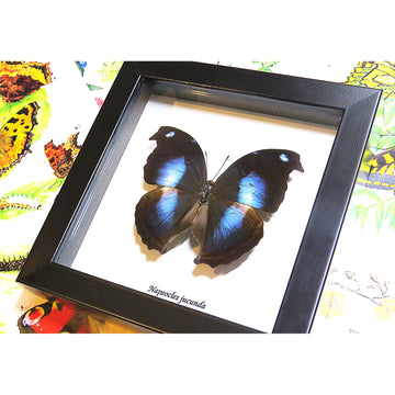 A framed blue and black butterfly against a background of printed illustrated butterflies. 