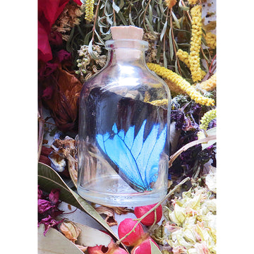 A blue and black butterfly wing in a clear bottle surrounded by plants.