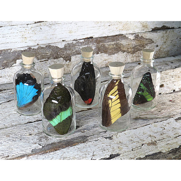 Five glass jars with butterfly wings on a rustic wooden surface.