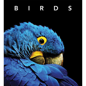 'Birds' book cover featuring a close up photo of a blue bird on a black background.