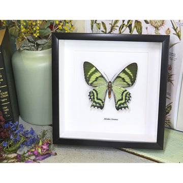 Framed green butterfly on a decorative surface with books and flowers.