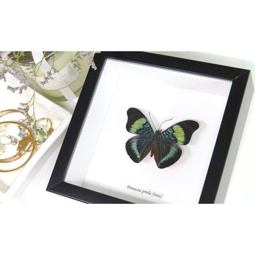 Framed butterfly on a white background with decorative items around.