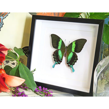 Green butterfly in a black frame with flowers and leaves around.