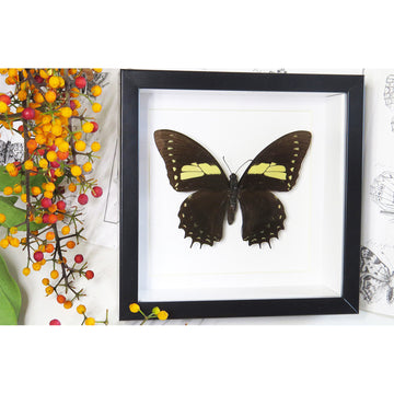Framed butterfly with yellow and black wings on a white background.