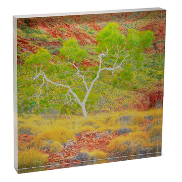 Acrylic Desk Block Branches of Life 30cm x 30cm - Scott Leggo