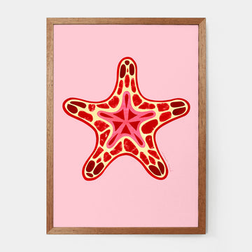 A framed A4 print of a red starfish illustrated by Pete Cromer.
