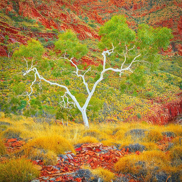 Acrylic Desk Block Branches of Life 30cm x 30cm - Scott Leggo