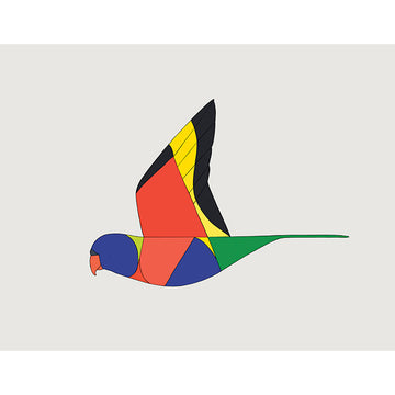Print Medium Rainbow Lorikeet in Flight 50 x 40cm - Eggpicnic